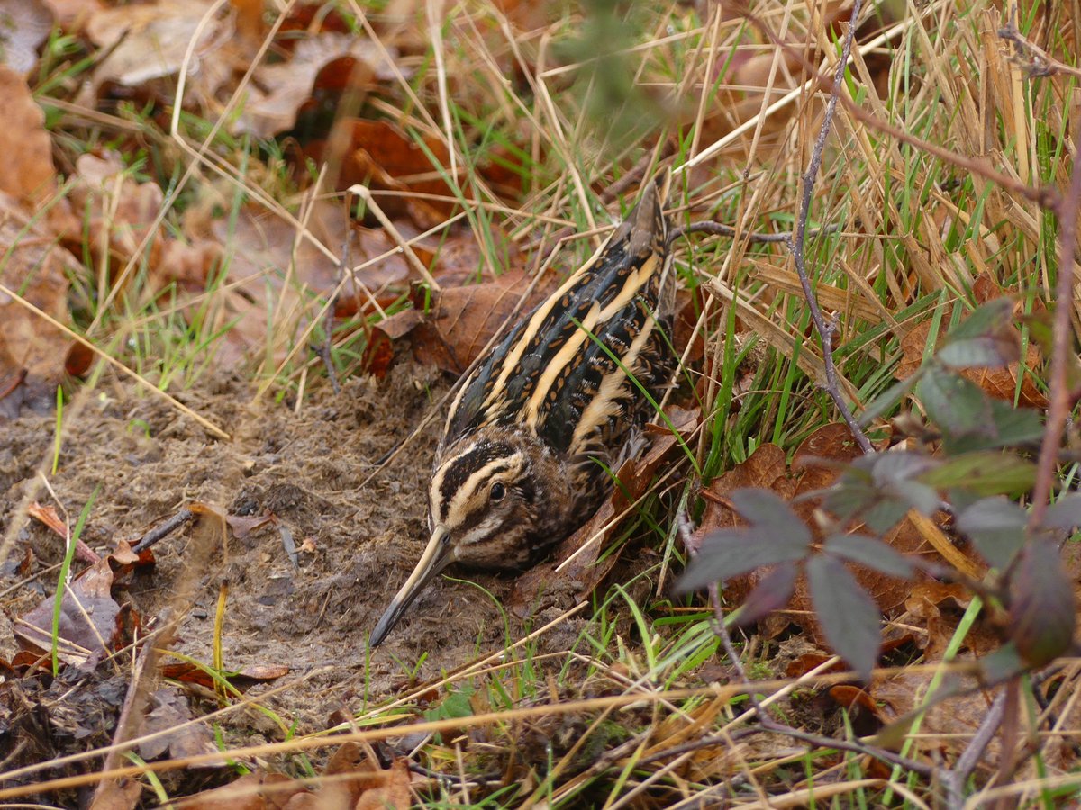 Steve Thorogood (@stevethorogood8) on Twitter photo A trio of Jack Snipe at their diurnal roost in Tidenham Chase this afternoon. Merry Christmas! #glosbirds <a href="/HalfSnipe/">UK Half Snipe</a> A trio of Jack Snipe at their diurnal roost in Tidenham Chase this afternoon. Merry Christmas! #glosbirds <a href="/HalfSnipe/">UK Half Snipe</a>