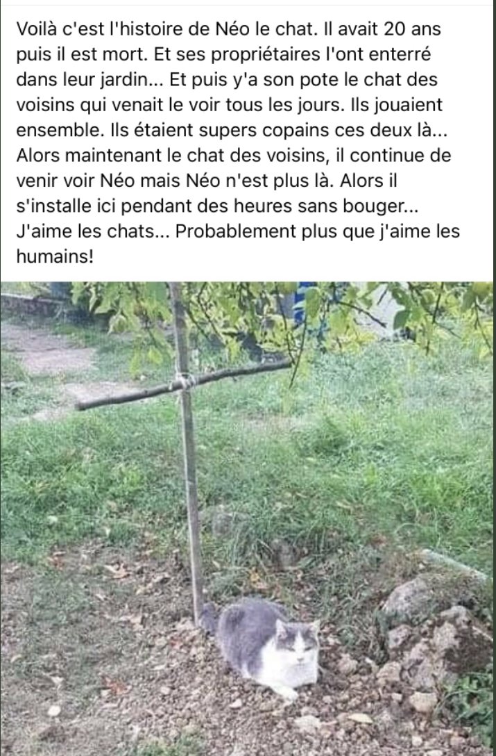 LavoieHenri's tweet photo. 🇨🇦 😻❤️ 😿 https://t.co/Y0GNmiaWaU