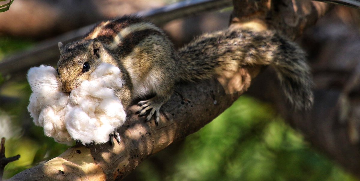 Sandeep Sharma (@san_cobra) on Twitter photo Santa Claus made a visit during day time in India this year 😀🎅🐿️
<a href="/NatGeo/">National Geographic</a> <a href="/bbcwildlifemag/">BBCWildlifeMagazine</a> <a href="/AnimalPlanet/">Animal Planet</a> <a href="/SanctuaryAsia/">Sanctuary Asia</a> #wildlifephotography #wildlife #nature #naturephotography #animals #naturelovers #canon #natgeo #wildlifeplanet #animalphotography #wildlifephotographer Santa Claus made a visit during day time in India this year 😀🎅🐿️
<a href="/NatGeo/">National Geographic</a> <a href="/bbcwildlifemag/">BBCWildlifeMagazine</a> <a href="/AnimalPlanet/">Animal Planet</a> <a href="/SanctuaryAsia/">Sanctuary Asia</a> #wildlifephotography #wildlife #nature #naturephotography #animals #naturelovers #canon #natgeo #wildlifeplanet #animalphotography #wildlifephotographer