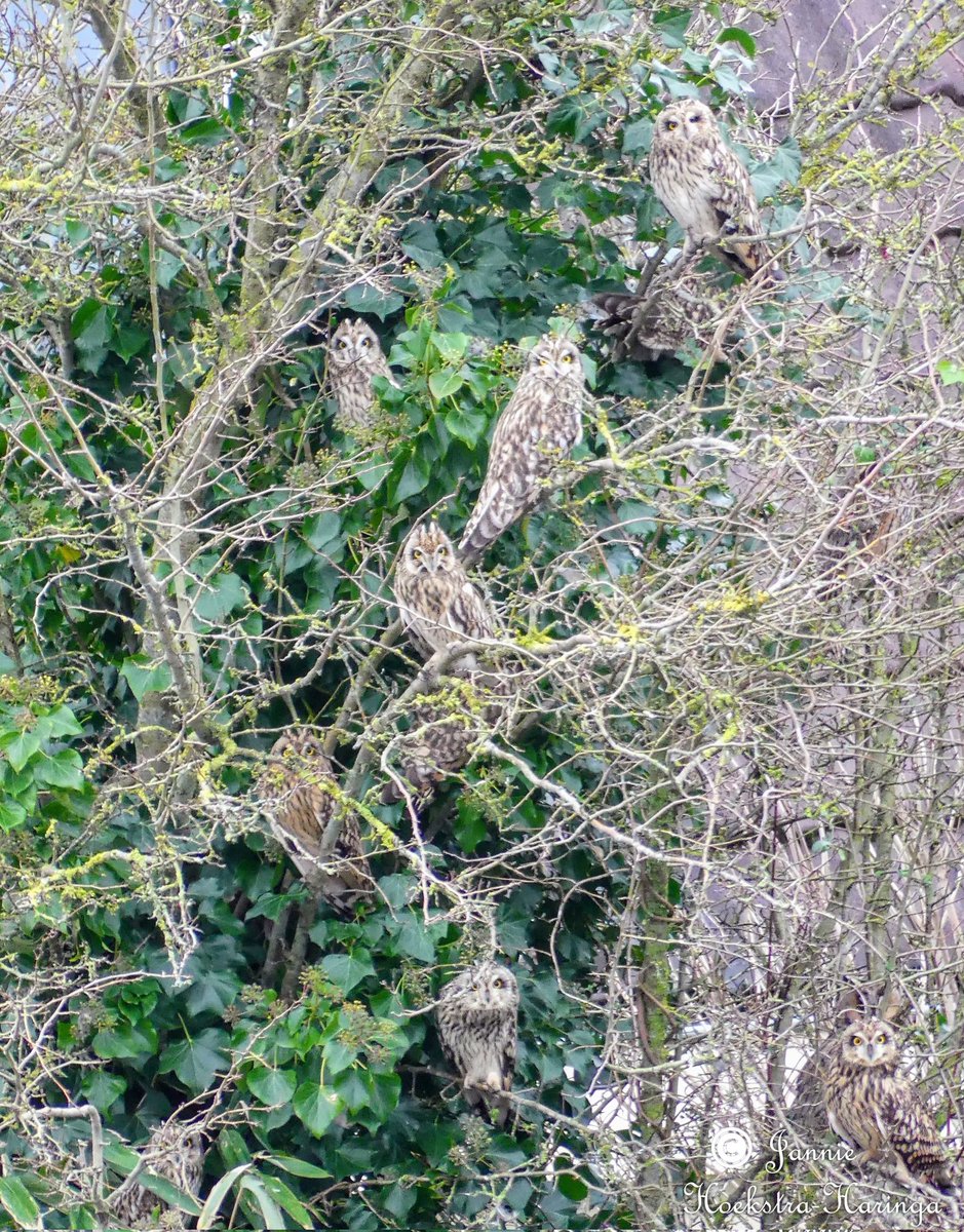 Jannie Hoekstra-Haringa tweet media