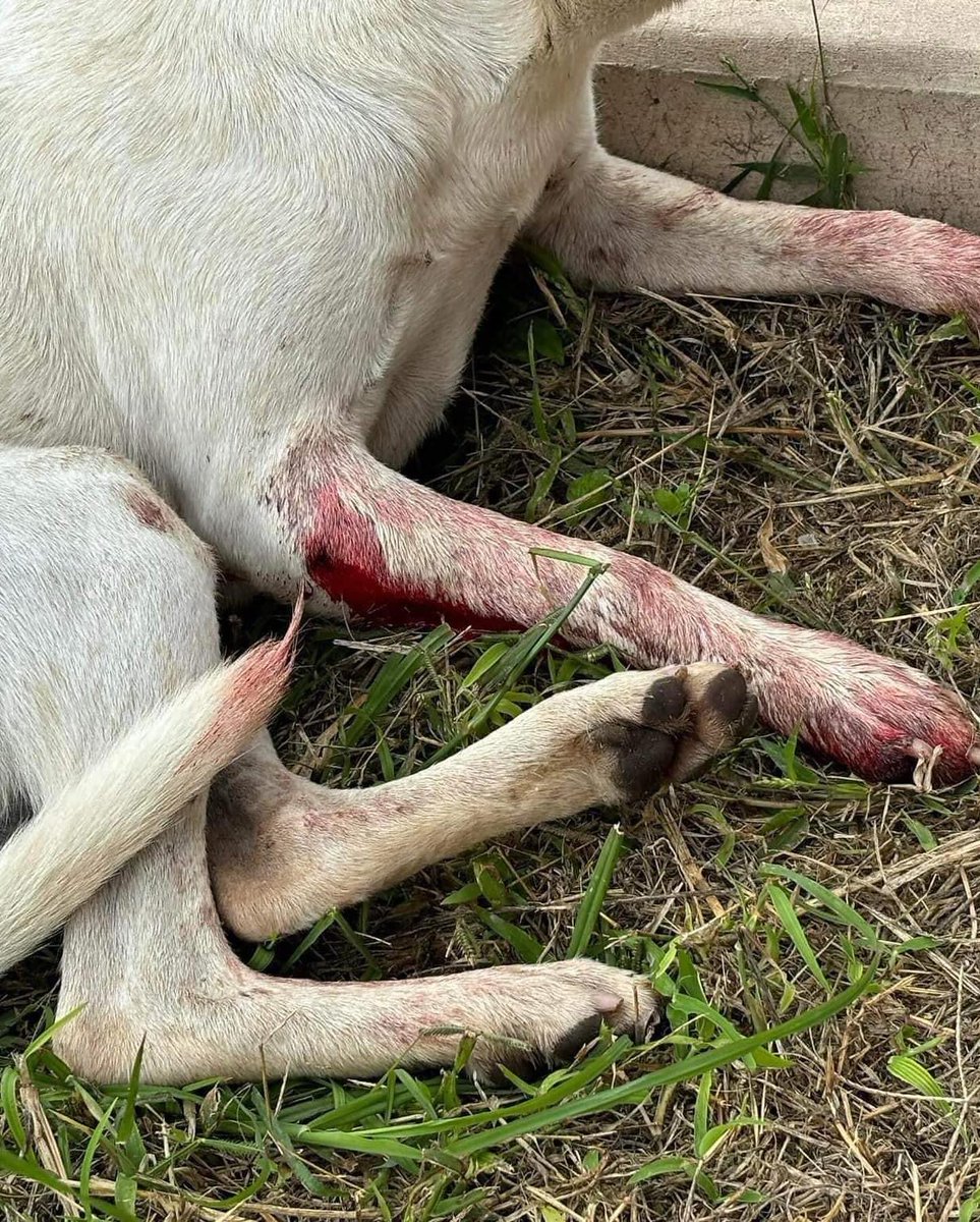 EricsenDogs's tweet photo. rescuedogsrocknyc Update on Holly AND ANOTHER FRACTURE REQUIRING ORTHOPEDIC SURGERY

Holly was shot and run over by a car, left for dead on the side of the road and caught the eye of a Good Samaritan who helped her to safety.
Please help🙏🏻 donate paypal https://t.co/5SIPCZu9KN https://t.co/fOP0BLGk1K