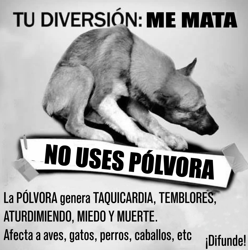PlataformaALTO's tweet photo. Los animales domésticos y silvestres también son víctimas de la pólvora.
Feliz navidad,  celebra en paz, celebra sin pólvora 🥳.  
Por nosotros, y también por ellos 🐶🐦 https://t.co/ufhlLG5PC5