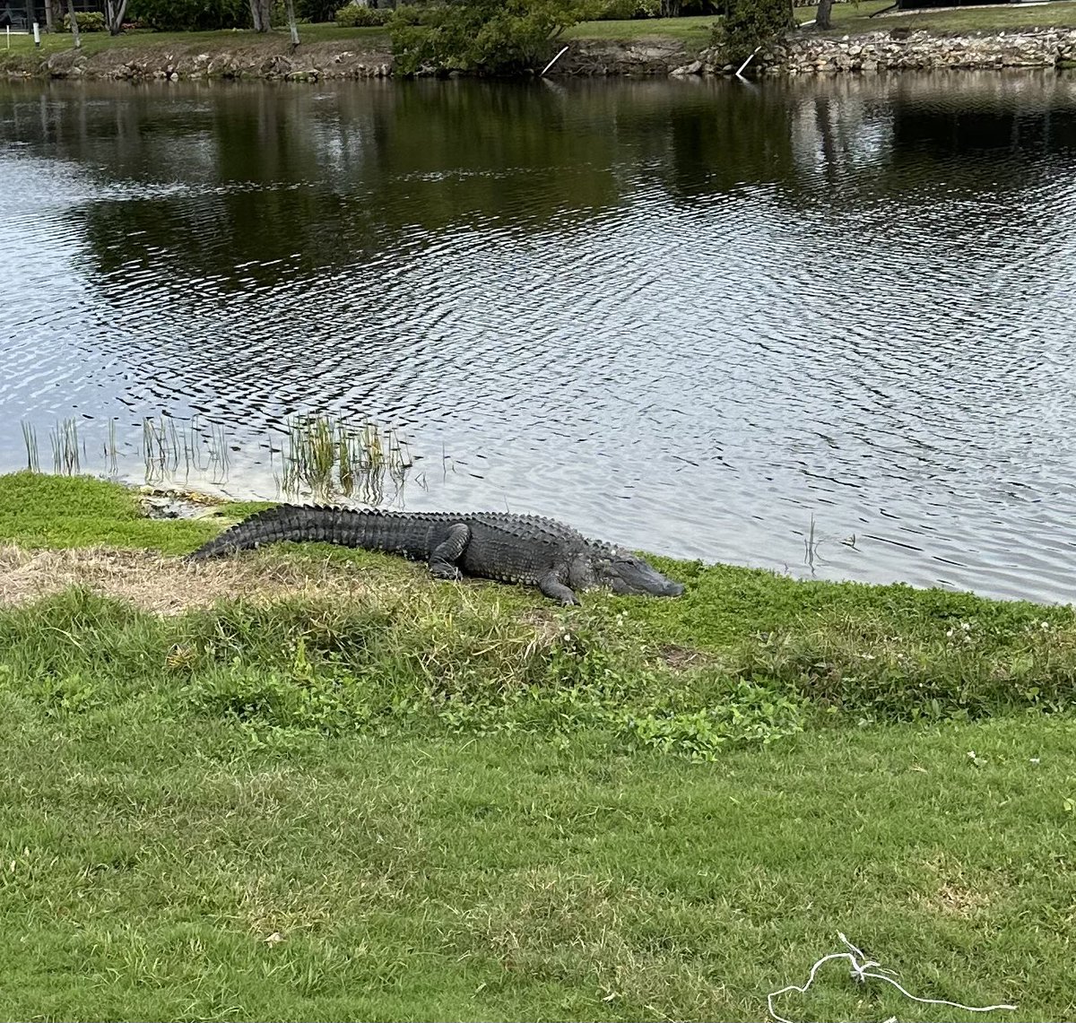 disbo62's tweet photo. Florida Golfing buddy https://t.co/zCtDhln6GB