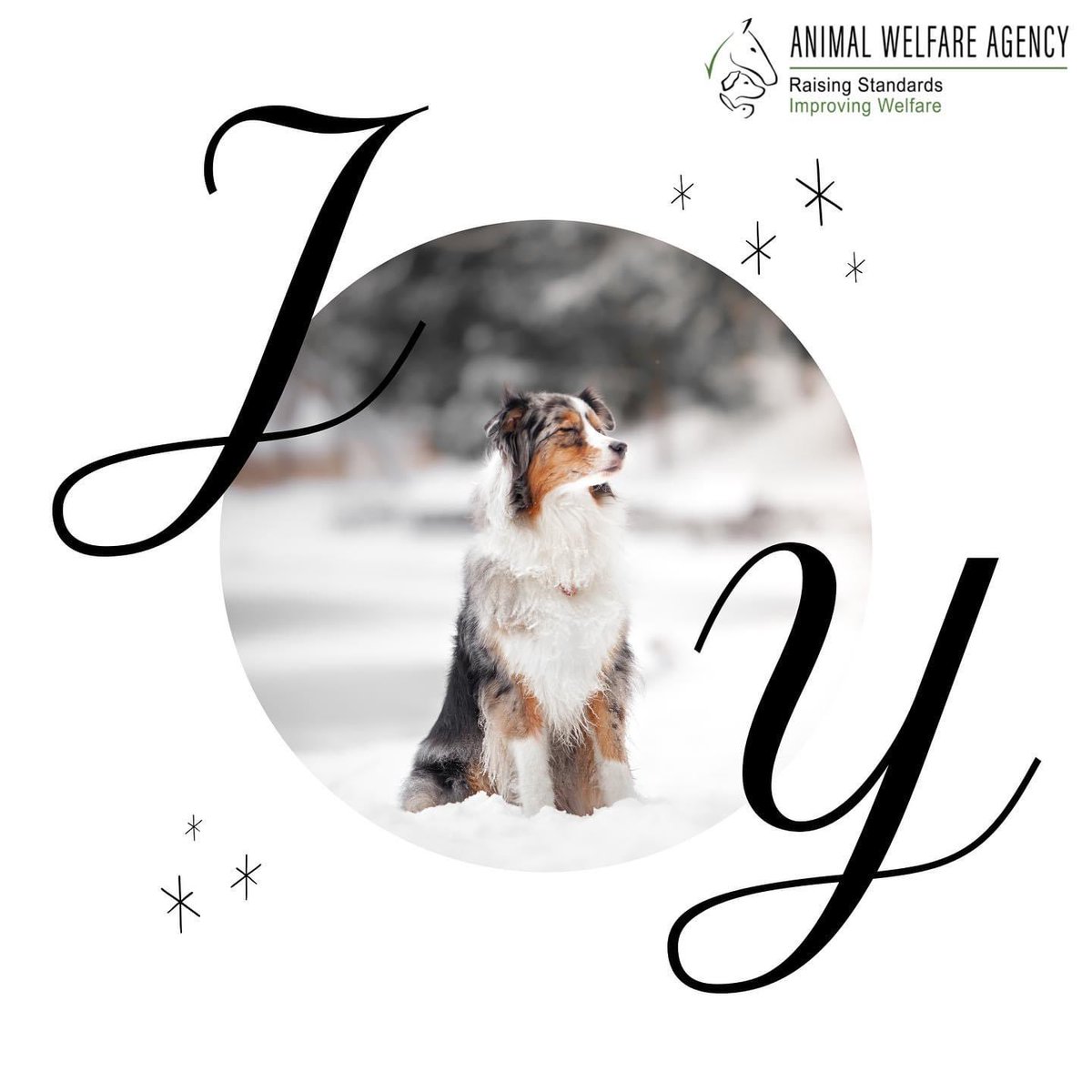 AWAUK_'s tweet photo. All of the team at AWA wishes you and your furry family a very Merry Christmas and a Happy New Year ✨

#animalwelfare #animalwelfareagency #animalwellbeing #animalhealth #petsathome #animals #animalsuk #animallovers https://t.co/hNs1EYTeFn