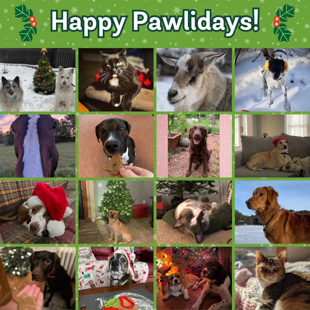 Happy Paw-lidays from the AWI team and our furry friends! Wishing you and yours a very happy and peaceful holiday season.