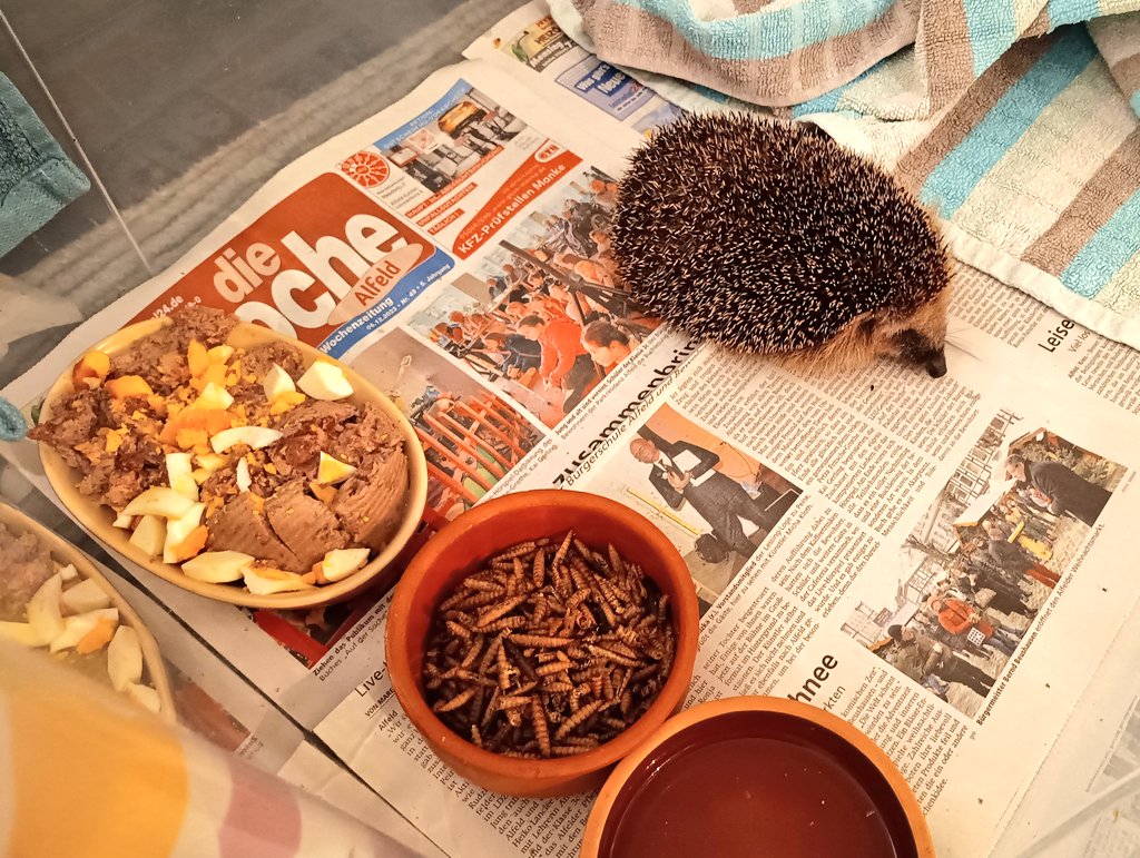 Babi Das kleine Freßmonster sitzt mitten in ihrer Box und wartet auf die Gelegenheit gefahrlos an ihr Festessen zu kommen 😅
🦔 🏡 🤶🎄🕯️🎅
#Igel #GartenTiere #überwinterung