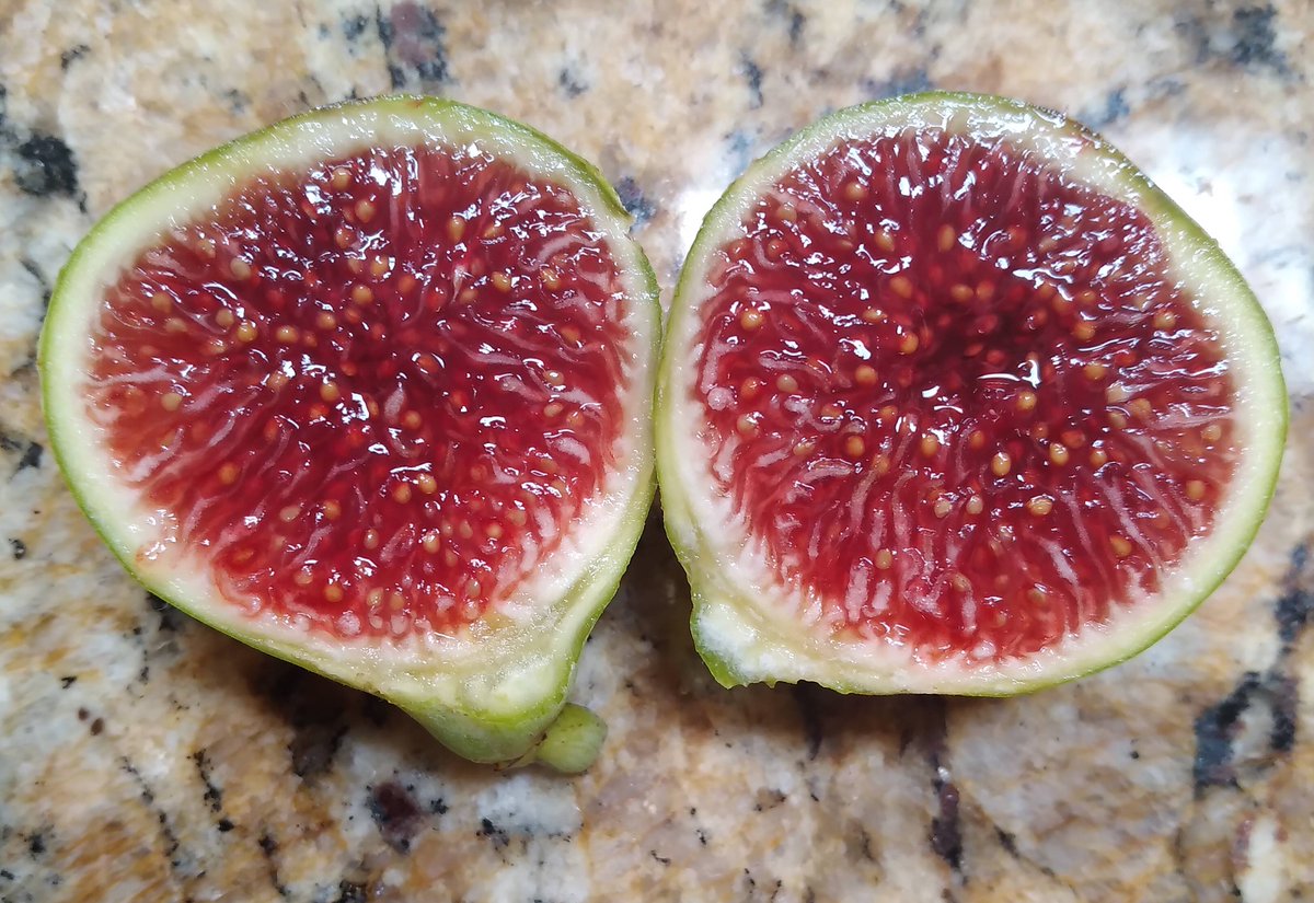 michaelfons's tweet photo. Figoin aka Verdino del Nord, is a green fig with a delicious berry flavor.  This is one of my favorite green fig varieties. There are a few figs with the same name. This is the version from Bass at TreesofJoy  #figoin #figs #figtree #higos #anjeer #fruits #gardening #garden https://t.co/qjfrs5HcQe