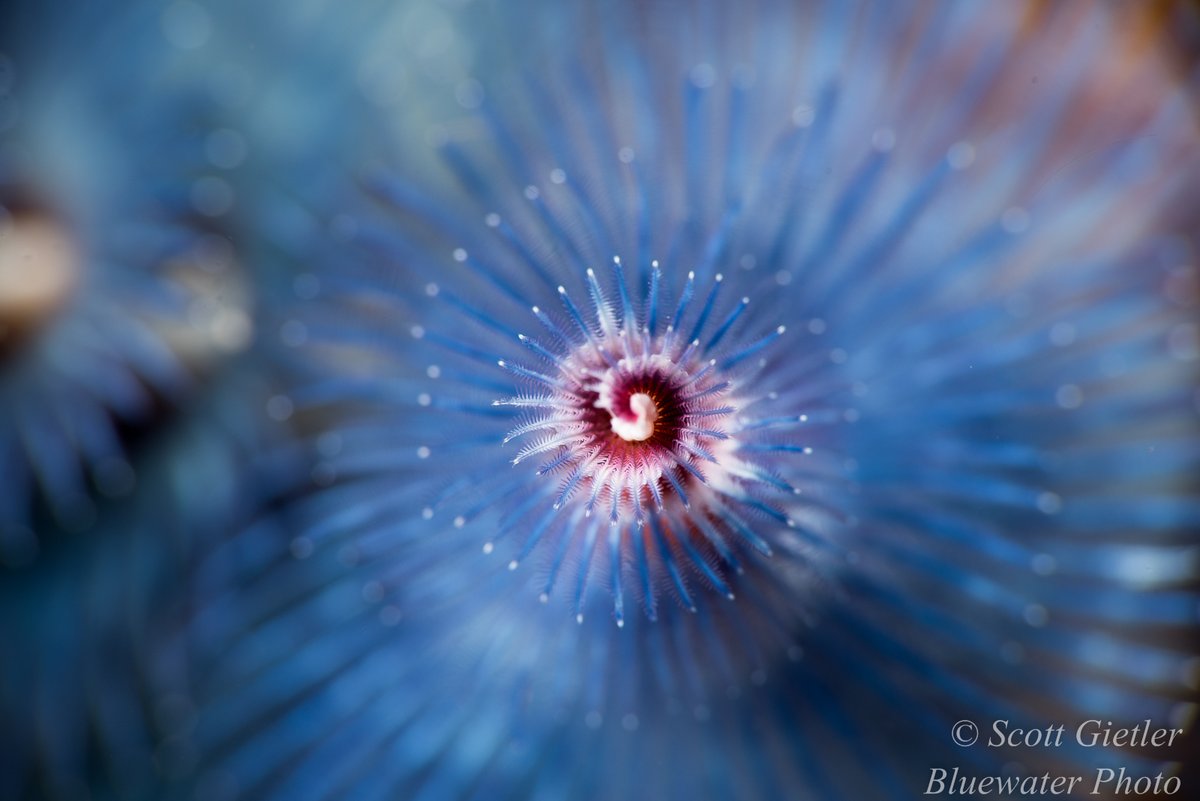🌲Merry Christmas Tree Worm to you all

🪱 You are viewing the feeding tentacles of Spirobranchus giganteus, which are used for both feeding and respiration. 
🌏Xmas tree worms can be seen while scuba diving throughout the world.
📷Taken with Nikon 105mm macro lens + diopter