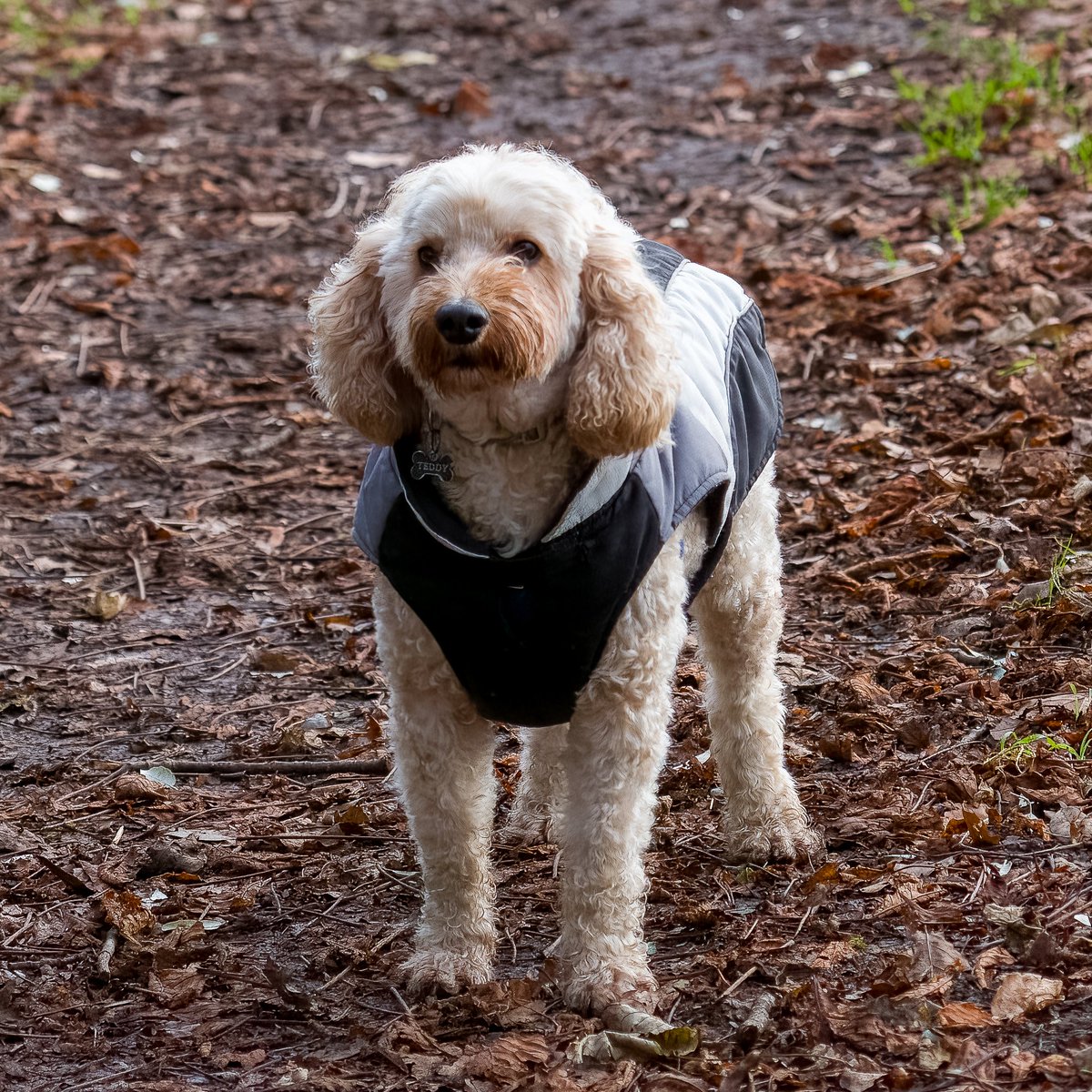 walthollick's tweet photo. A couple of Teddy from yesterday in Phoenix Park #Dublin #dogsoftiktok @dogcelebration #DogsofTwittter https://t.co/cDiodY7VWl