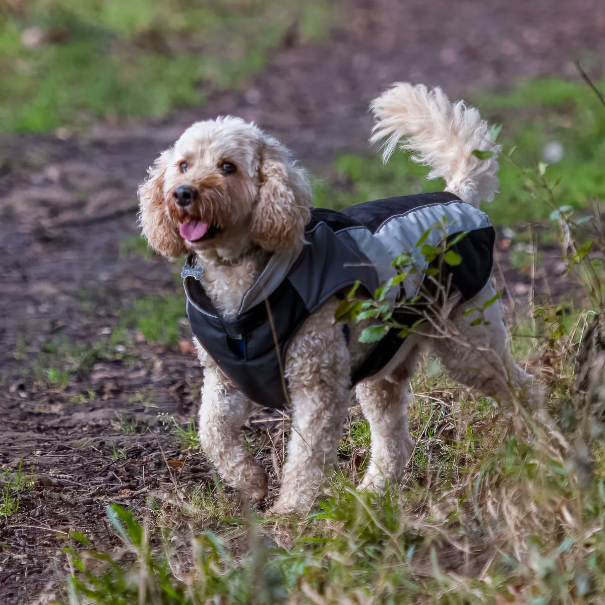 walthollick's tweet photo. A couple of Teddy from yesterday in Phoenix Park #Dublin #dogsoftiktok @dogcelebration #DogsofTwittter https://t.co/cDiodY7VWl