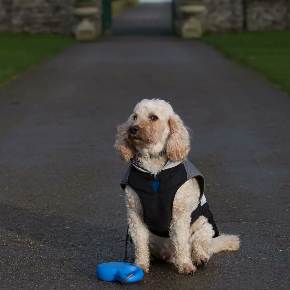 walthollick's tweet photo. A couple of Teddy from yesterday in Phoenix Park #Dublin #dogsoftiktok @dogcelebration #DogsofTwittter https://t.co/cDiodY7VWl