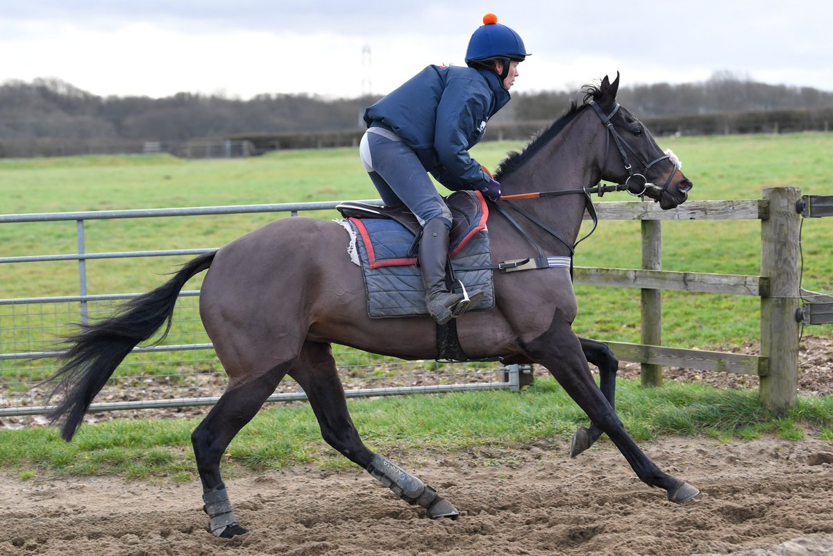 TeamHeartRacing's tweet photo. ELIZA STORM (Mount Nelson) is getting ever closer to making her racecourse debut. @RBandeyRacing is very happy with her and we are all looking forward to seeing if she will follow in her winning siblings hoof prints. Exciting times ahead. #TeamHeart https://t.co/i9GaBbiSH0
