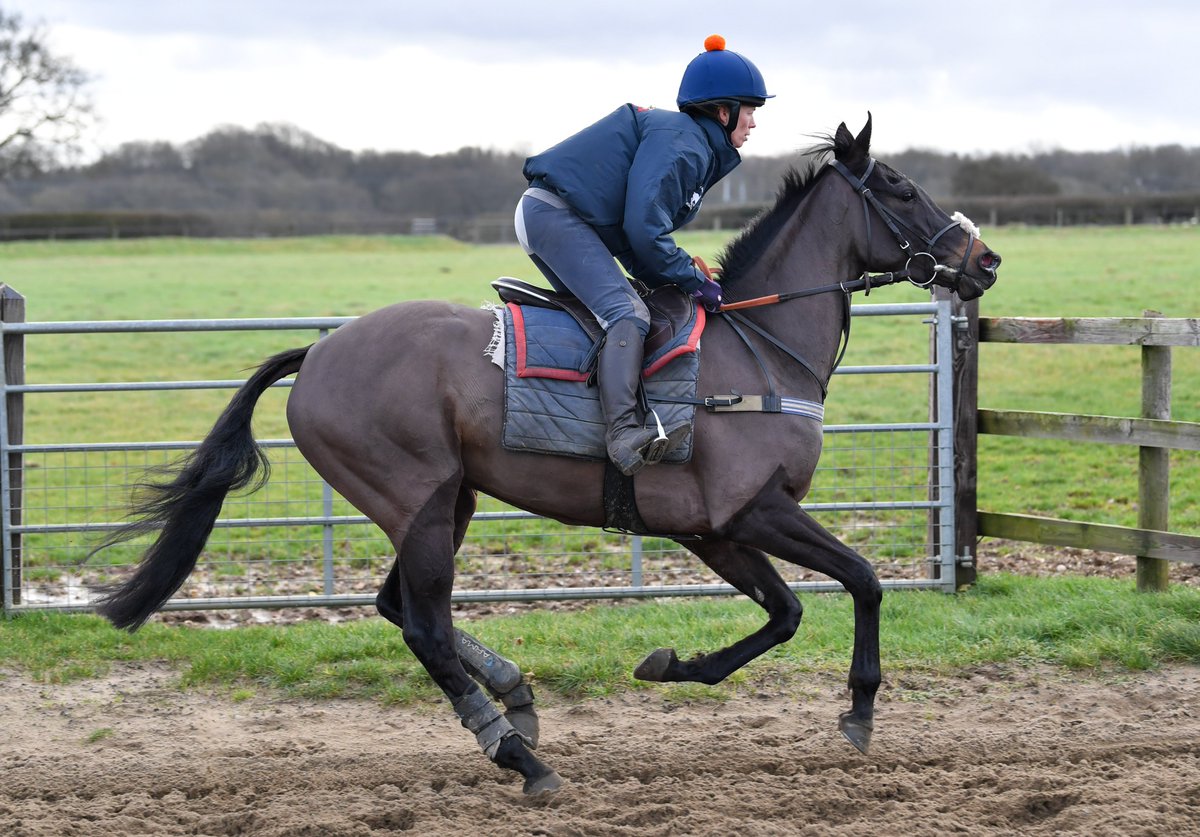 TeamHeartRacing's tweet photo. ELIZA STORM (Mount Nelson) is getting ever closer to making her racecourse debut. @RBandeyRacing is very happy with her and we are all looking forward to seeing if she will follow in her winning siblings hoof prints. Exciting times ahead. #TeamHeart https://t.co/i9GaBbiSH0