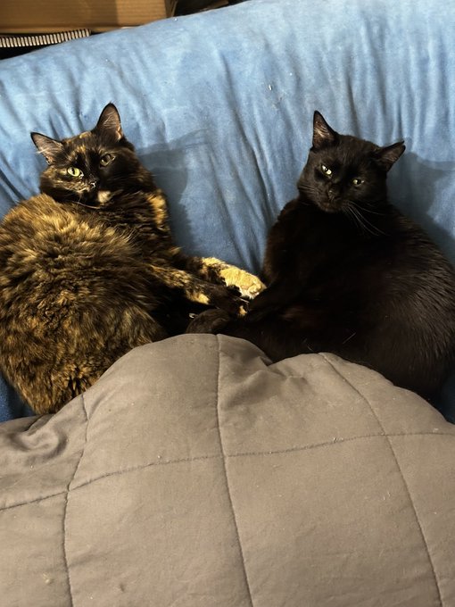 The babies https://t.co/3xnPLyKYs4