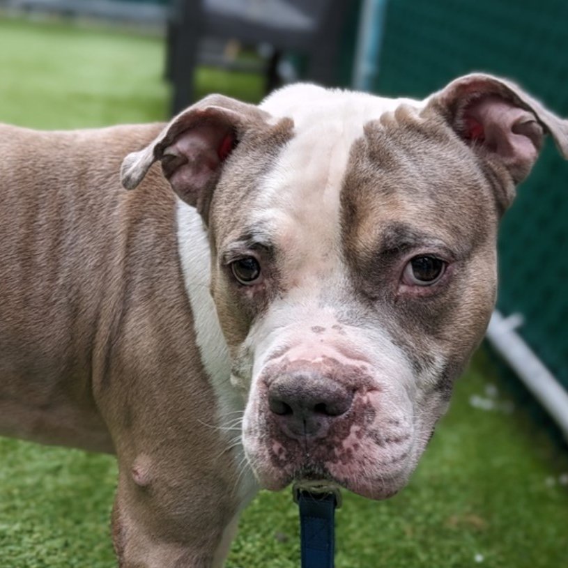 MyBoxerLuvMac1's tweet image. Breaks my heart 2 say that dear 8yo
💔Poll💔 was killed !

Failed by ppl, then Killed!

Precious boy deserved so much more! 
His life mattered + he'll never be forgotten. 

Fly high dear angel. 
We love you.😢💔