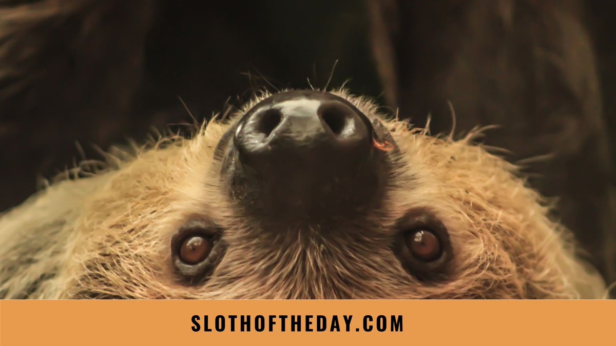 day_sloth's tweet photo. Here at Sloth of The Day we love sloths and love to talk about them.
If you would like to learn more about these adorable creatures please visit our website https://t.co/mXqe9I0Gbi
#sloths #slothaddict #lovesloth #slothlover #slothoftheday #slothlife #slothlove #sloth https://t.co/YUoMOEI10X