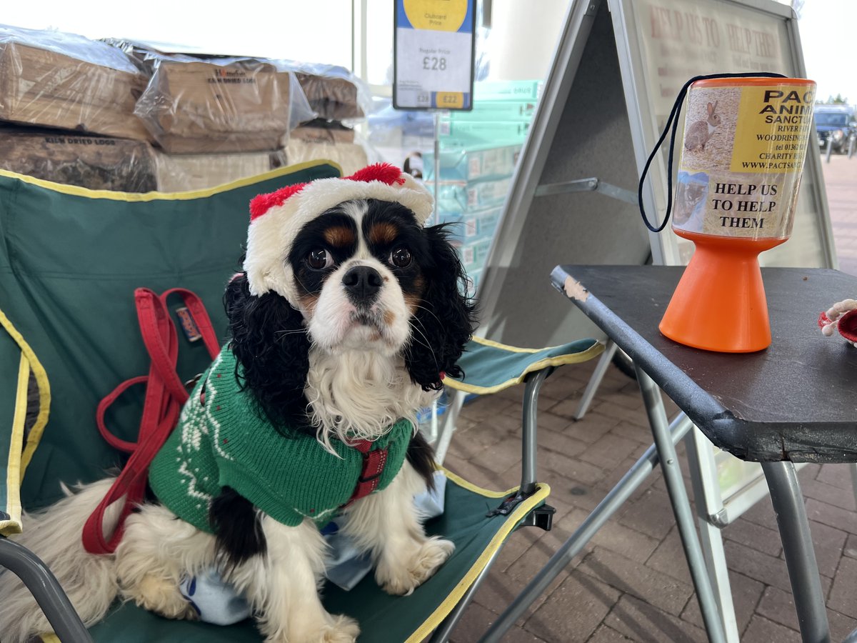 The Barking Bugle collection for PACT Animal Sanctuary raised the amazing sum of £668. What a way to celebrate our tenth anniversary of collecting for PACT!