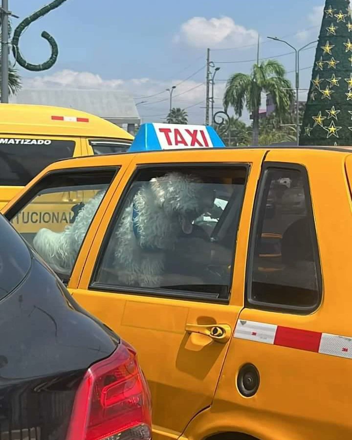 paultutiven's tweet photo. Dejaron a un perrito encerrado en un taxi en el parqueadero del CC. La Rotonda, centro de Guayaquil, y estamos a 32 grados, hace un sol intenso. https://t.co/xLCeNFWPWc