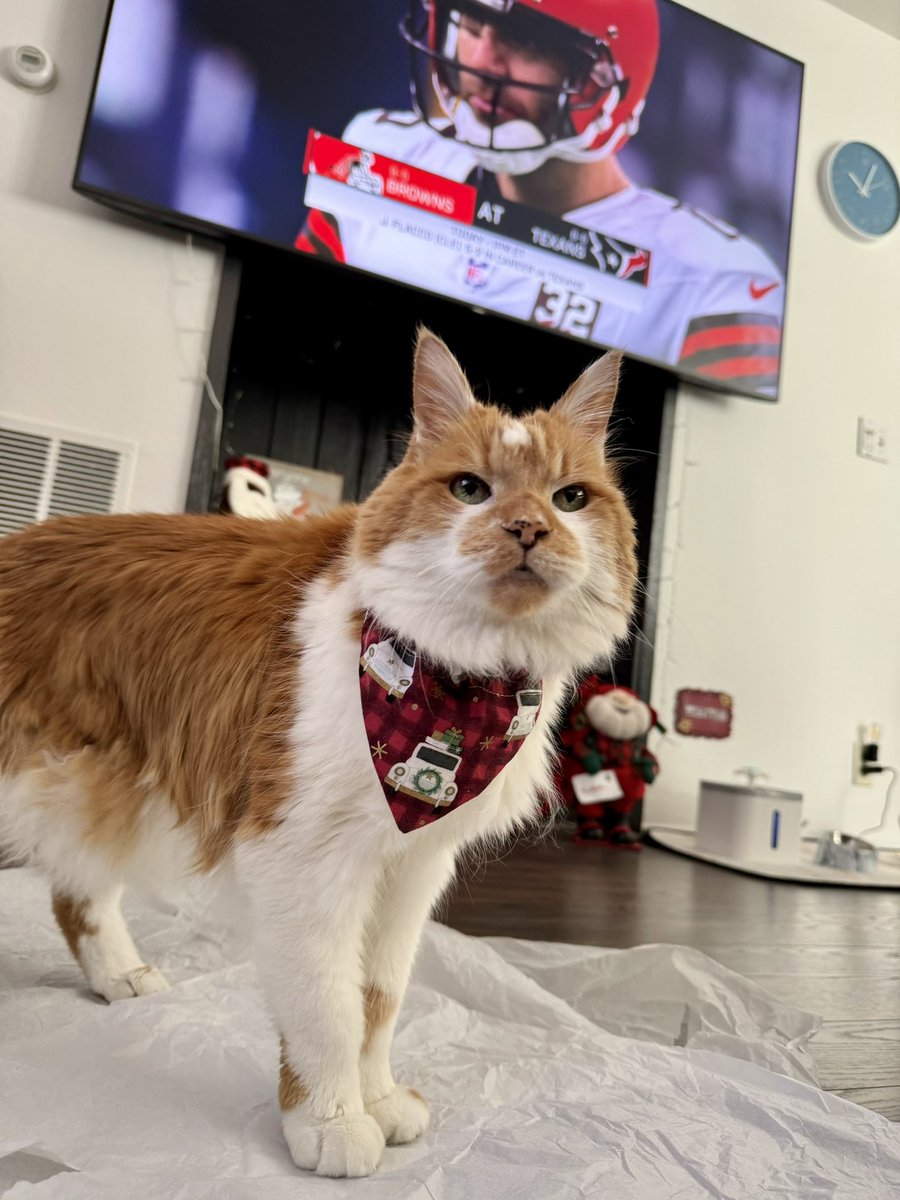 adriannarenee09's tweet image. Football…then presents? 
#CatsofChristmas #santa #ChristmasEve 🐈🎄