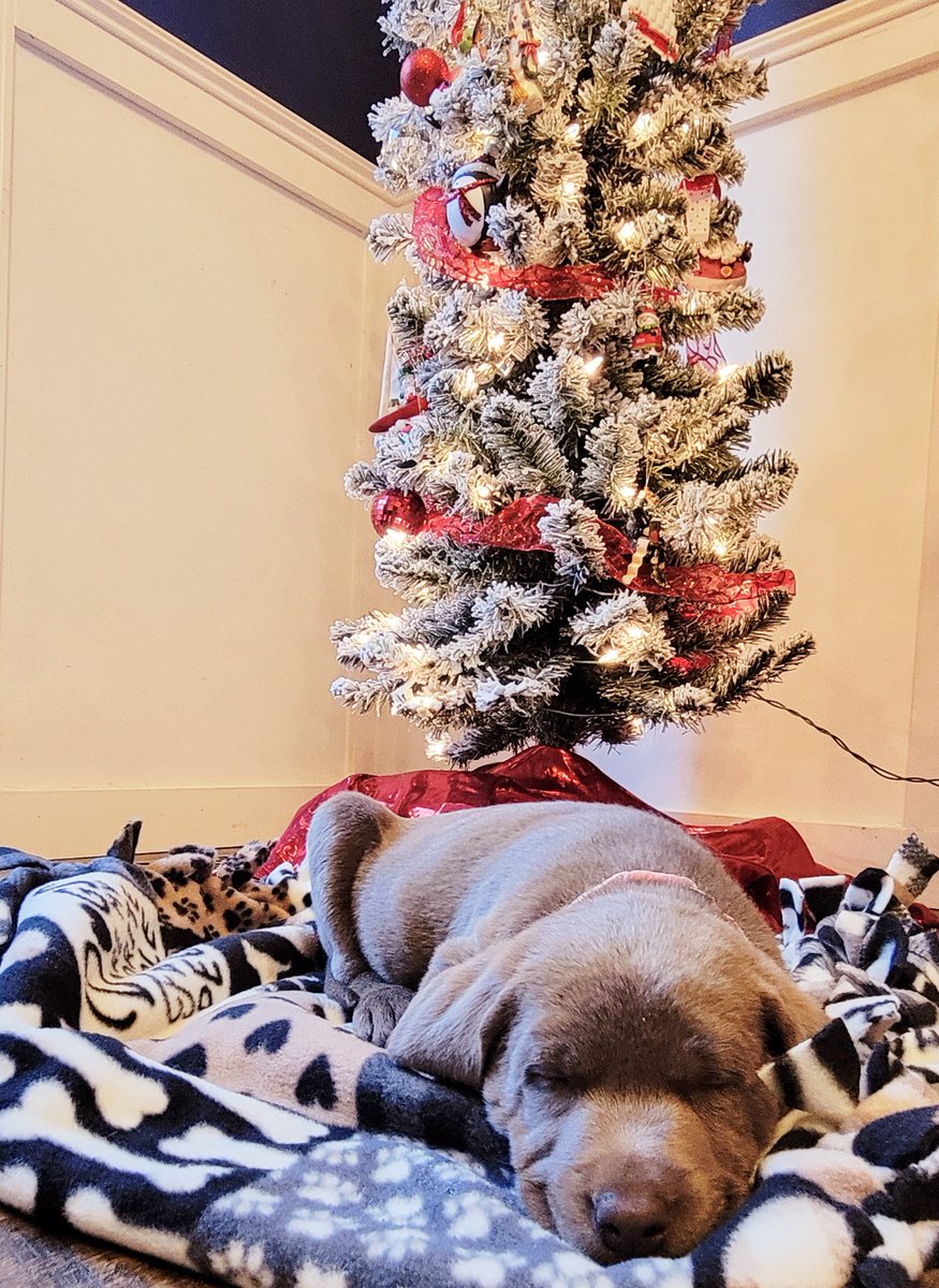 Diamond Pet Foods tweet media