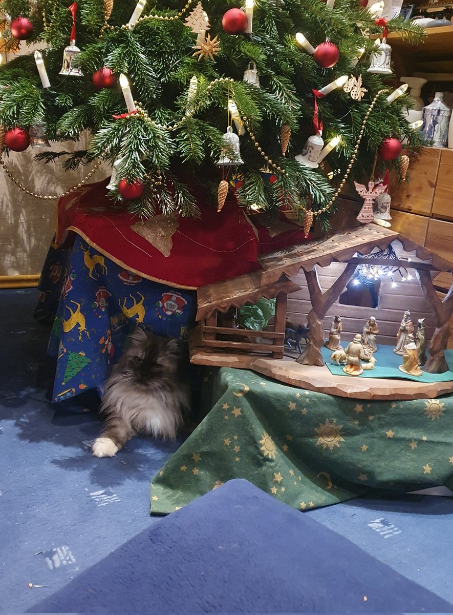 Cathy 🌹⭐🐡 tweet media