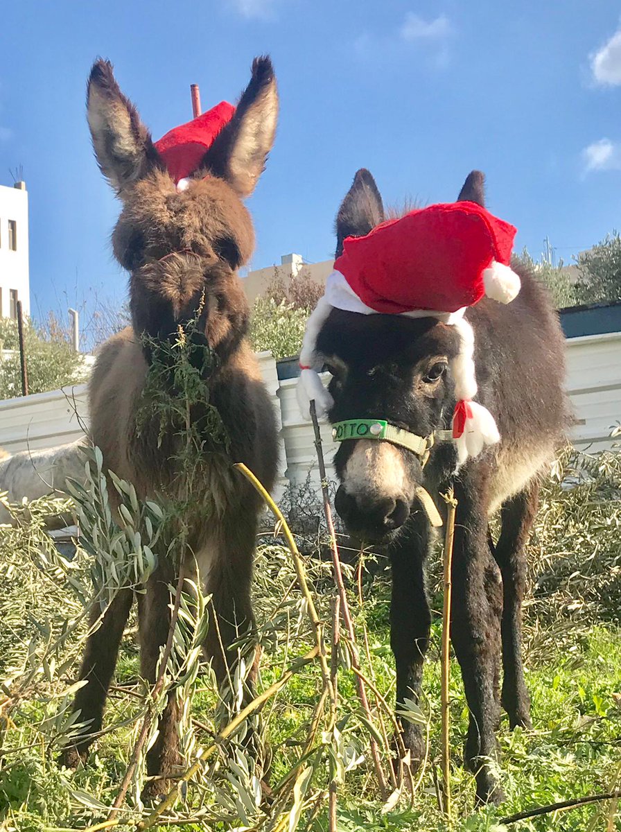 🎄 Happy Christmas Eve ☃️ 🎅 Wishing all those who are celebrating Christmas a very Happy Christmas Eve from a few of our rescued residents here in the West Bank 💚