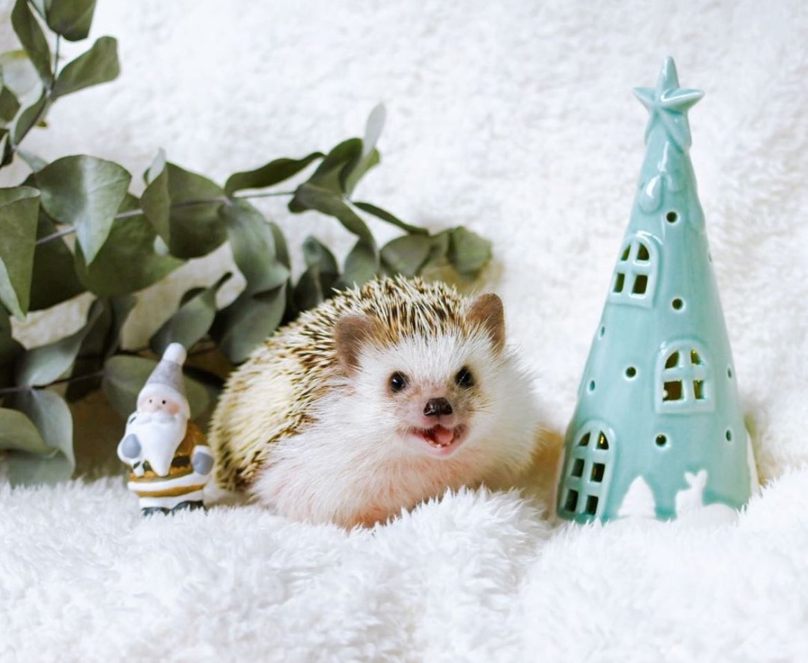 daily__hedgehog's tweet photo. Sunday 24th December, 2023 https://t.co/ZOiVd0tWbh