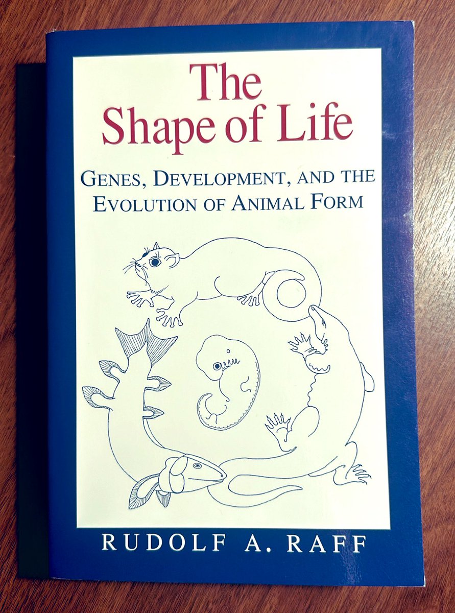 Just started on my winter break read—“The Shape of Life” by Rudolf Raff, a gift from my advisor @drmichaellevin for my PhD defense on Anthrobots last month😊🧬 The more we understand how biological architectures develop in nature, the better we’ll get at creating them by design✌️