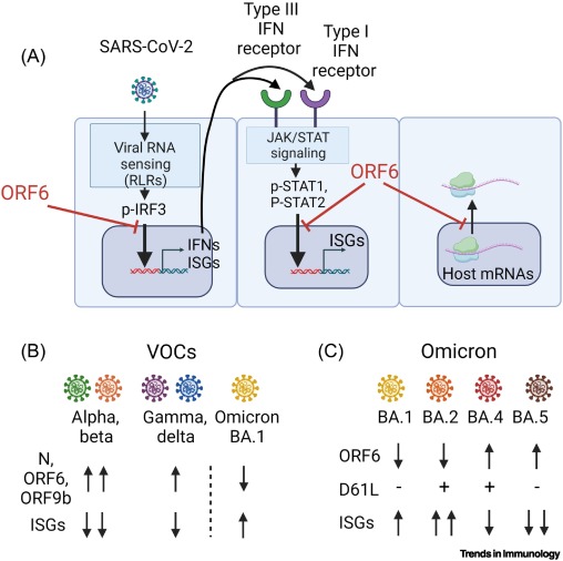 EllenFoxman's tweet photo. Two beautiful new papers show mechanisms by which #SARSCoV2 omicron evolved to antagonize innate immunity - paralleling evolution of innate immune antagonism in pre-omicron variants. Link to my spotlight, available OA through Feb 12 @TrendsImmuno: https://t.co/dqan2unytG https://t.co/v4XhBdbNDd