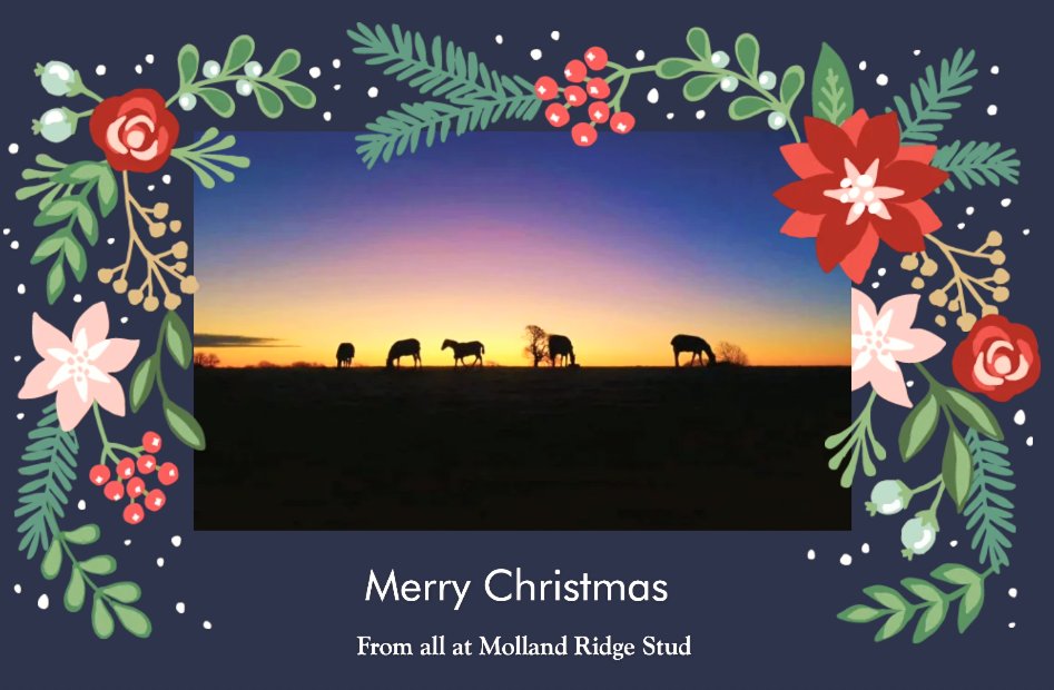 JessWestwood's tweet image. Happy Christmas from us all at Molland Ridge Stud. So lucky to have such a great team to look after the horses over Christmas. #TopTeam #MollandRidgeStud #HappyHorses #HappyChristmas