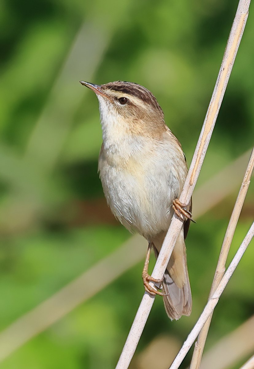 Sedge warbler summer time birding Hampshire.