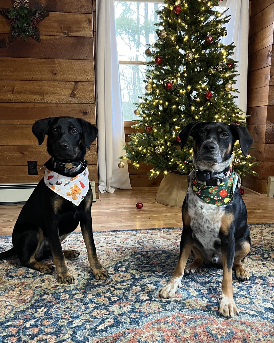 DRGirlsLacrosse's tweet photo. Bruno, Rocky & Ranger wish all of the #drgl family a very Merry Christmas and a happy holiday season! https://t.co/hrwrLkIgNA