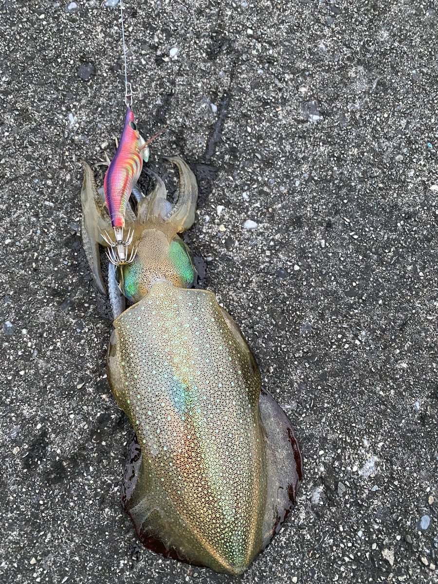 GTルアーで遊んでたら追ってきたから釣ってみた