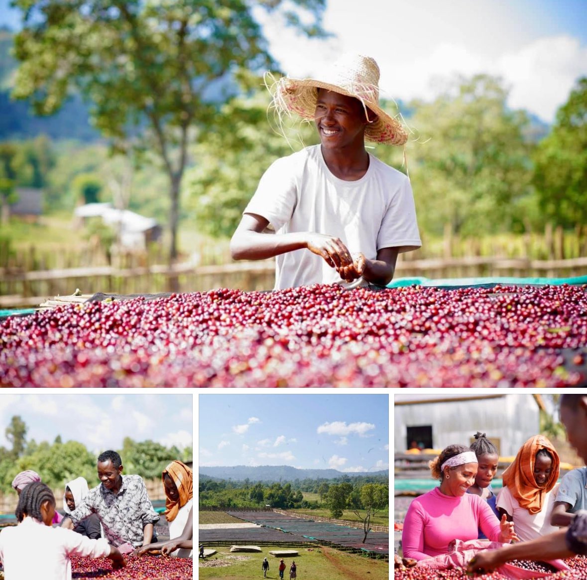 JMichael_Smith's tweet photo. Ethiopia 🇪🇹 the land of Origins “Ardent Coffee” #Gedeb Site (Gedeo) is in full swing!! The ground team are working incredibly hard, around the clock, 24/7.
Kudos!! 🙏🏼🙏🏼
#ArdentCoffee https://t.co/Vw9WzaBO7S