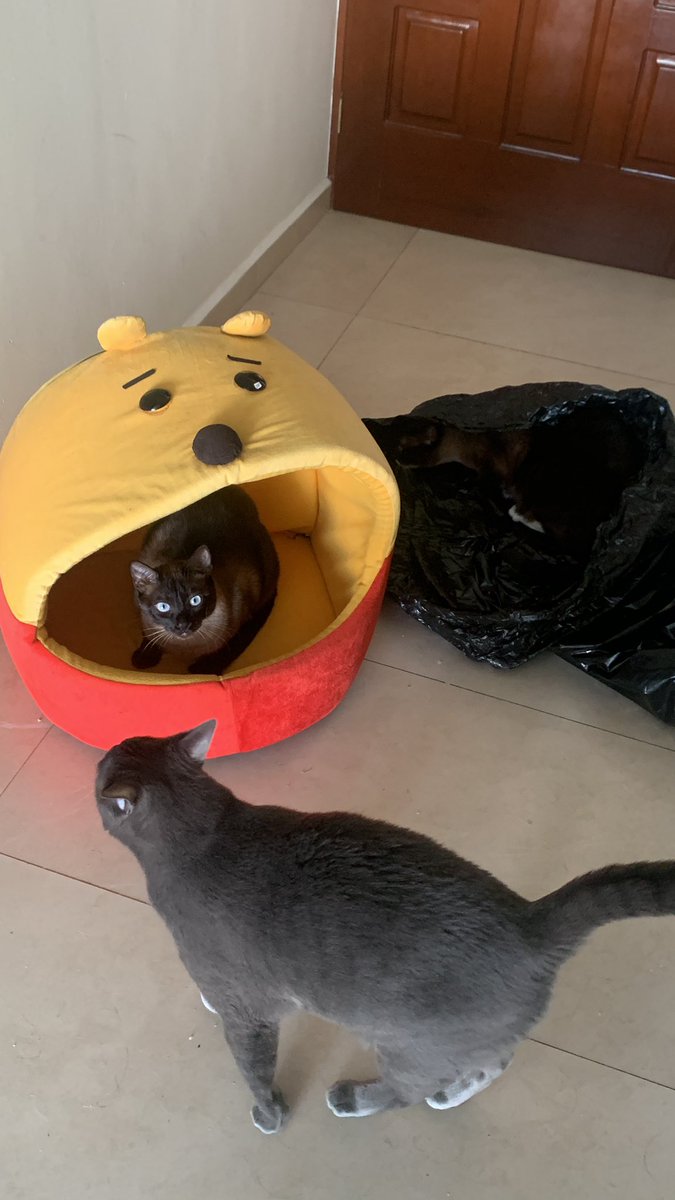 Cuídenme a mis 3 gatitos mientras no estoy 😭
twitch.tv/corzyiq 
(Si encuentras a Miguel dale ❤️)