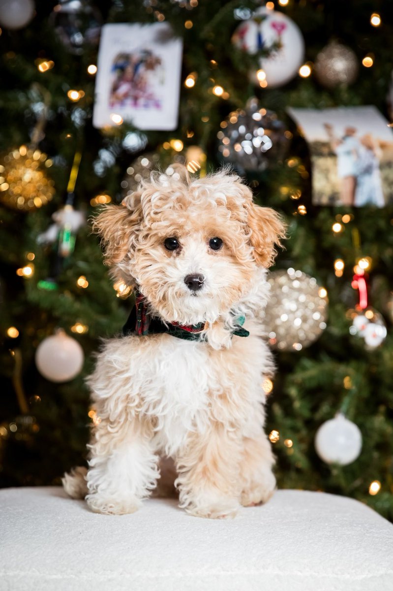 TheAgent_'s tweet image. Happy Holidays from our new pup…..Max!
