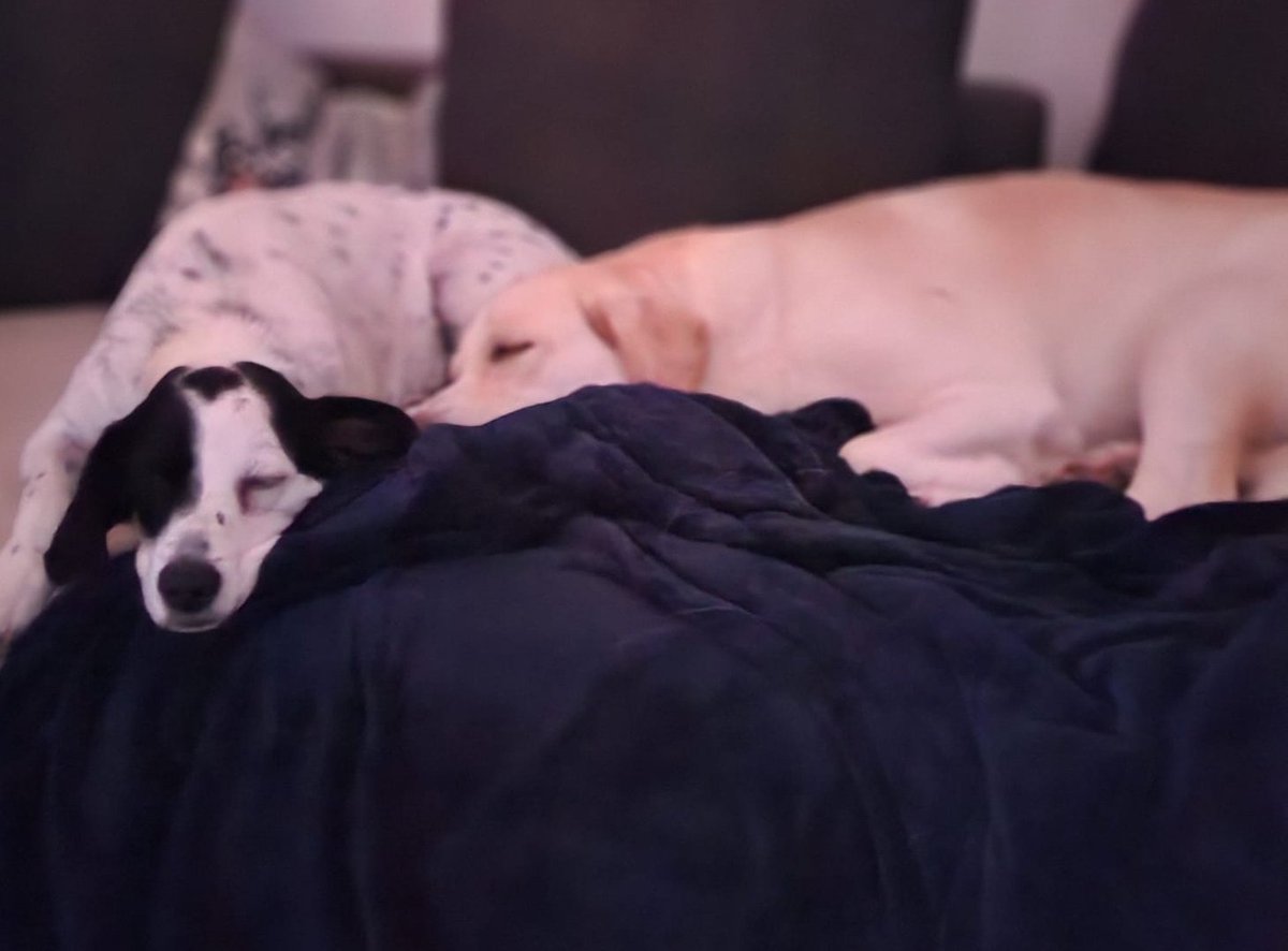 Meine Mädels sind ganz K.O. nach einem wunderschönen Abend bei meinem Bruder, seiner Frau und meinem Neffen. 
Das war das schönste Weihnachten für mich seit vielen Jahren. 
Ich hoffe ihr habt einen schönen Abend und ich wünsche euch nur das Beste ❤️