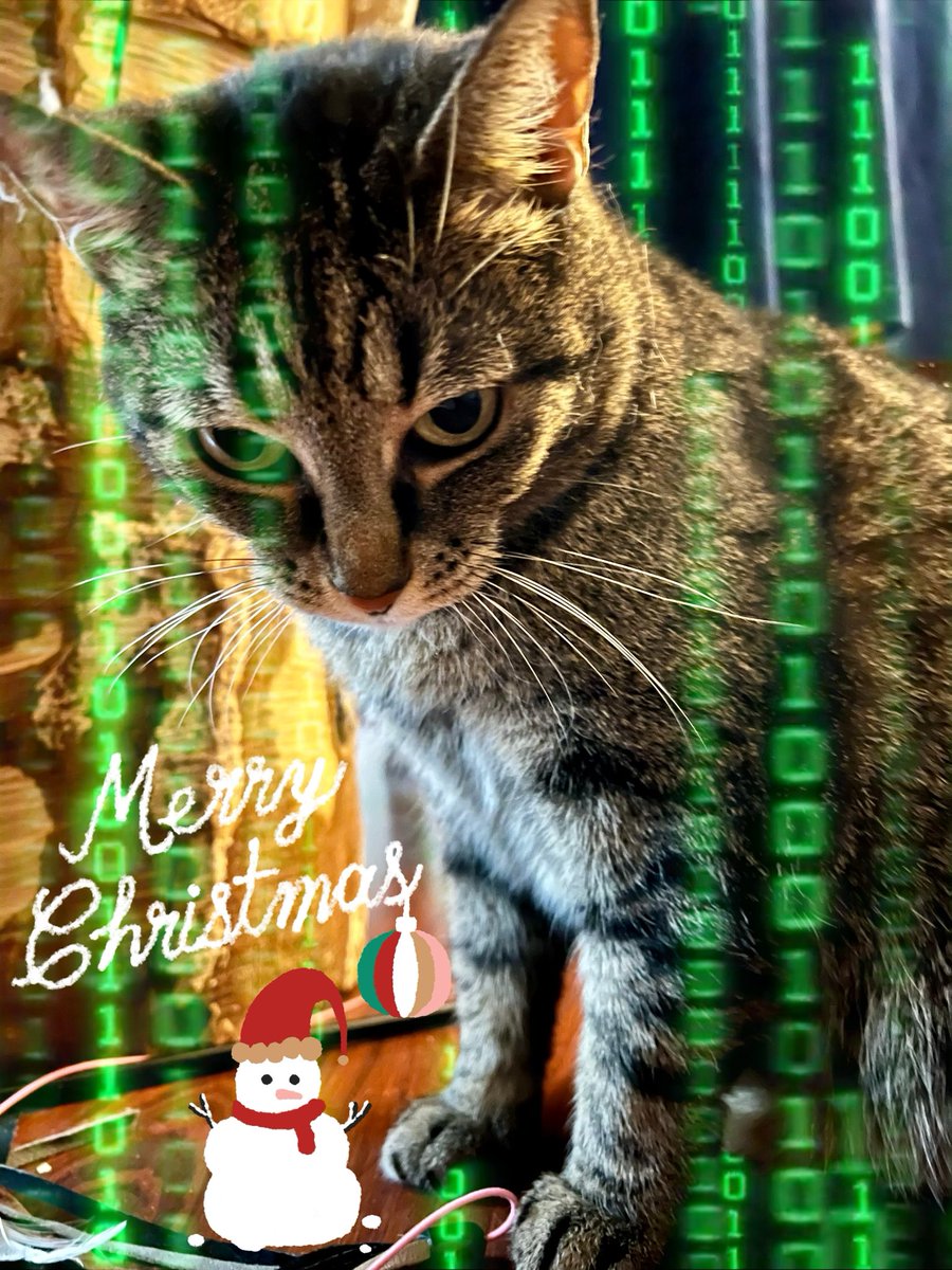 Trail_Plodder's tweet photo. Hyvää Joulua! 🎄Merry Christmas! ⛄️ Jouluna katsotaan Catrix 😻😸😹
#catrix #christmasmovie https://t.co/SxtP7wqSOf