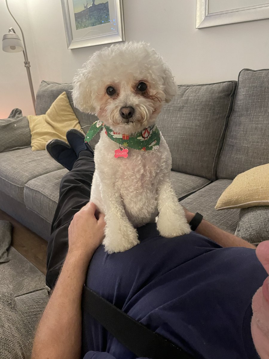 hammonster's tweet image. Daisy is finding dad’s tummy a very comfy cushion! @OtisBichon @jenny_bichon @WalshKim @Monty_Bichon @mimmel99 @Paw_Palace @ElsaandEva  #waitingforsanta #excitedbichon #freshlygroomed