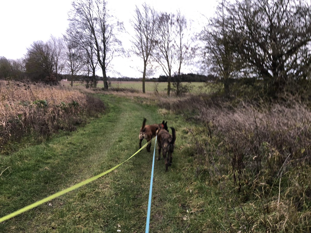 Lots of walking today! First up was #littlelegs around the villages, met a lovely pony. Then it was down the fields with @PBaloo and #RPDRex on long lines as there are sheep in the next field.