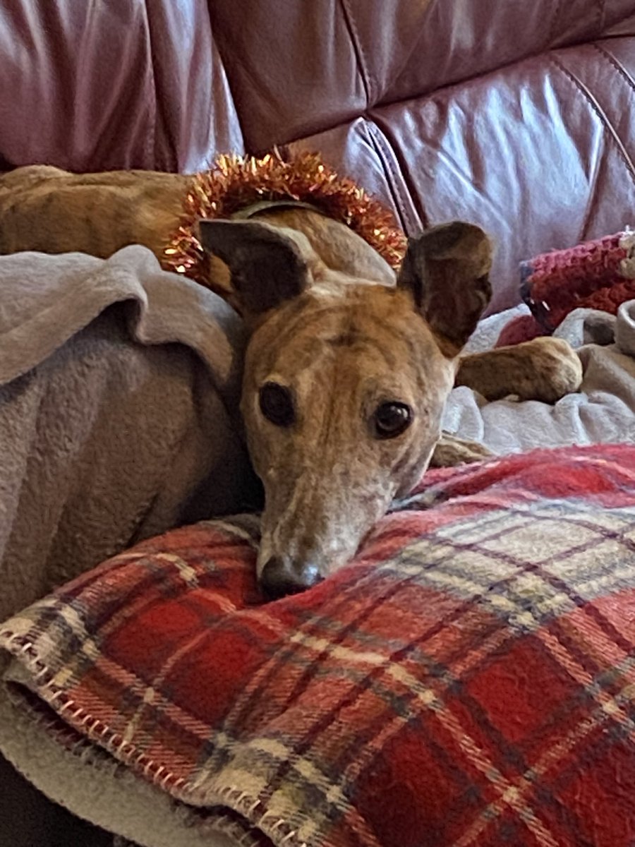 Thinking of all hounds in rescue kennels still waiting for their forever homes. And the poor hounds regularly risking their lives for the racing industry. Theo is lucky, rescued by @GalwaySPCA & @ForeverHoundsUK Merry Christmas 🎄@GreyhAwarenCork @whirly_pearly