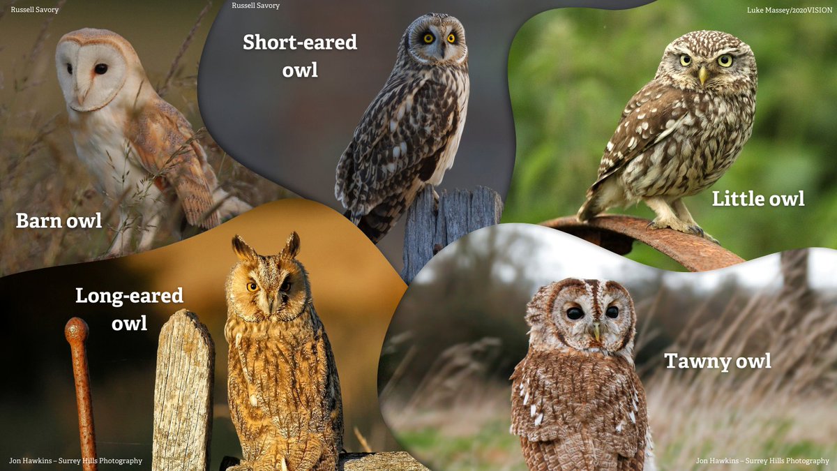 Owls are some of our most captivating birds and it's always exciting when you spot one in the wild. Which of these species have you seen? 🦉🔎 wildlifetrusts.org/wildlife/how-i…