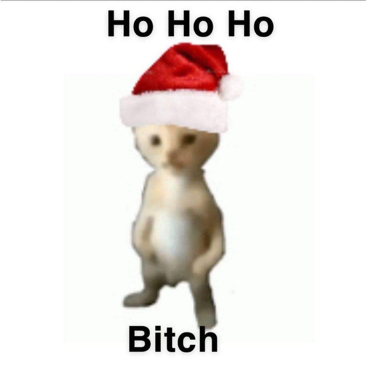 LiterallyMeCats (@literallymecats) on Twitter photo 