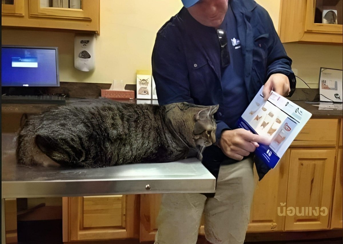 therikeinc's tweet photo. This uncle's explaining to his cat about its level of obesity.
#SustainableLiving
#PermacultureParadise
#HomesteadingLife
#SurvivalSkills
#HerbalRemedies
#PlantBasedLifestyle
#GreenLiving
#OrganicHomesteading
#DIYHerbalTea
#SustainableAgriculture
#NaturalRemedies
#ZeroWasteLiving https://t.co/xXDRgWq0i7