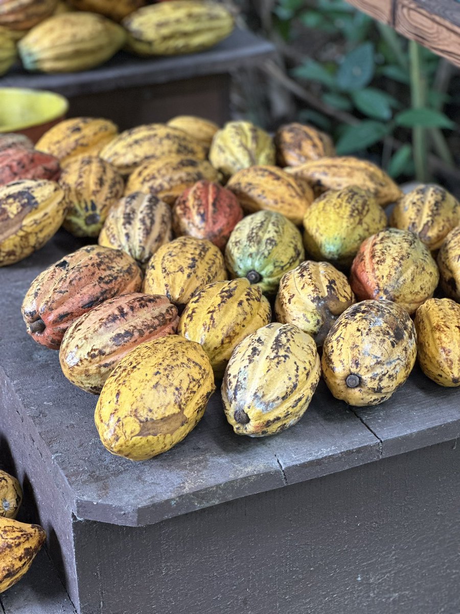 Biggieji's tweet photo. Appreciate the art of making chocolate from cocoa plant. https://t.co/OaTOzWup6O