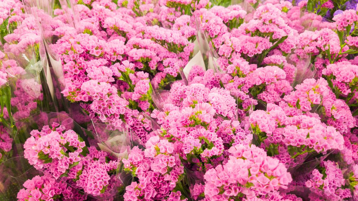 ForMySoliloquys's tweet photo. #Pink #Flowers Vivid pink flowers  wake me up!😍 https://t.co/Mfz3lsY9wz