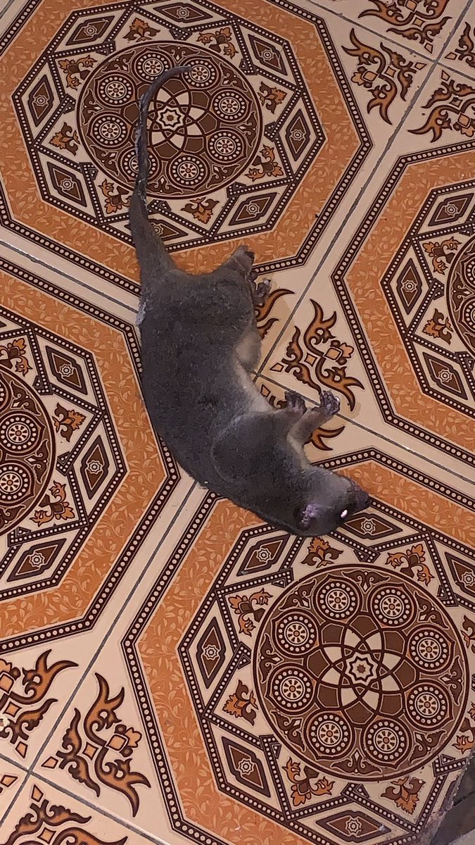 sgrtrch's tweet photo. @convomf dirumahku jga kaya gitu,diatap kaya lagi tawuran,awalnya kirain kucing sama tikus pas di cek ternyata musang njir https://t.co/7aWM1VWIxO