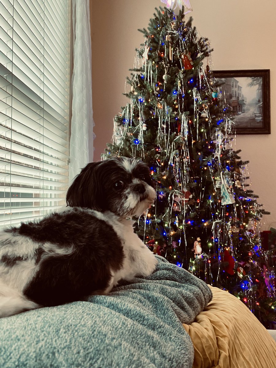 Christmas chillin’ (Lily edition) ❤️🐶