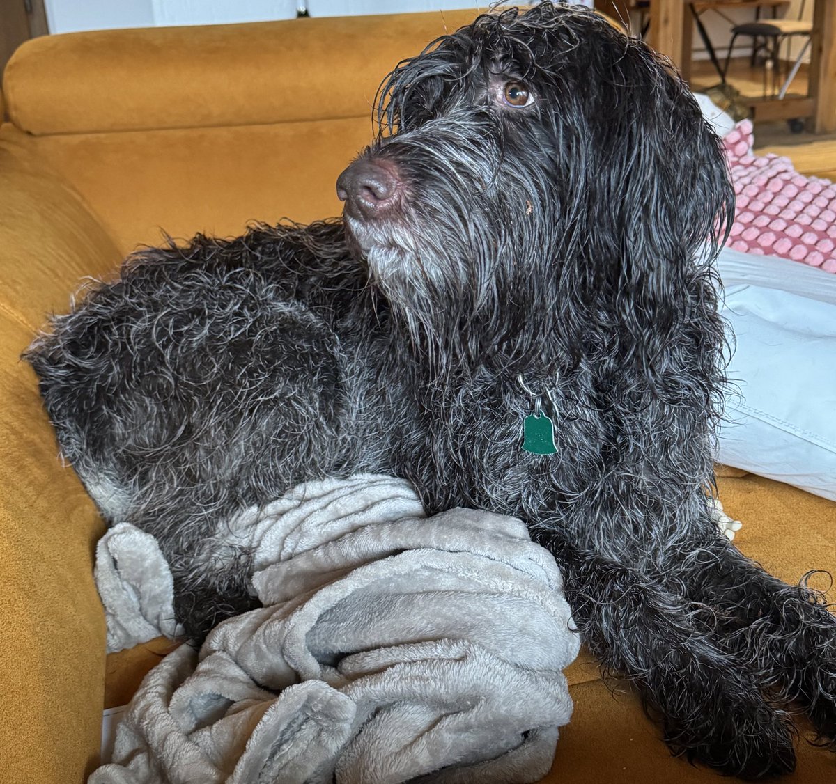 Arielle Arsenault-Benoit, PhD tweet media