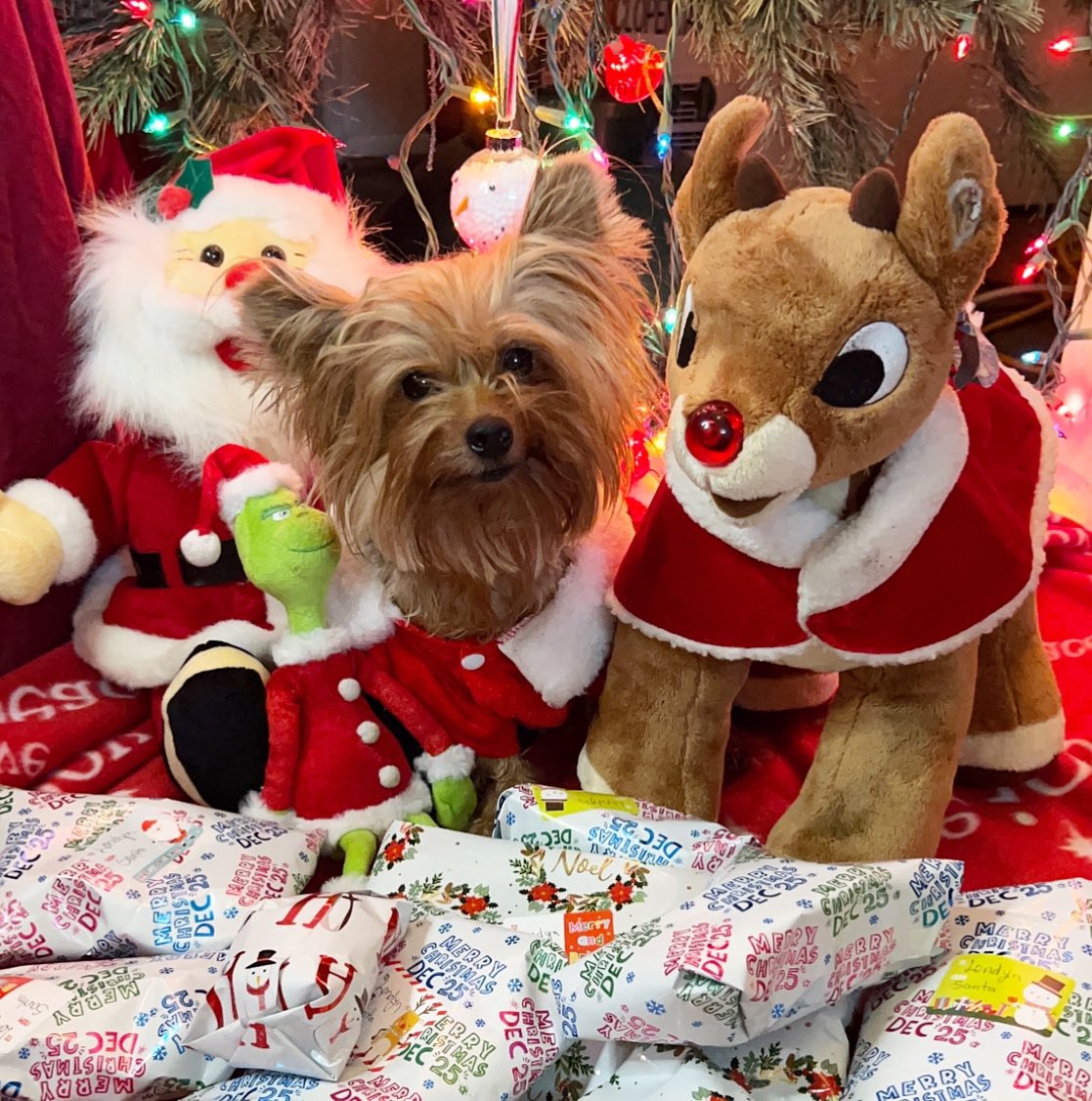 Happy Christmas Eve 🎄 What are your favorite Christmas traditions? #ChristmasEve #HappyChristmasEve #MerryChristmas #MerryChristmas2023 #cute #Christmas #love #DogsOfTwitter #DogsOnTwitter #dogsarefamily #Christmaspresent